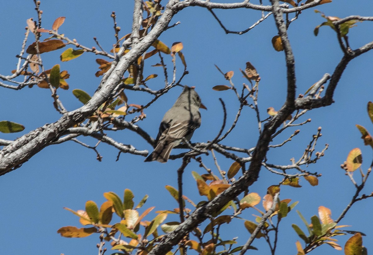 Greater Pewee - ML148902891