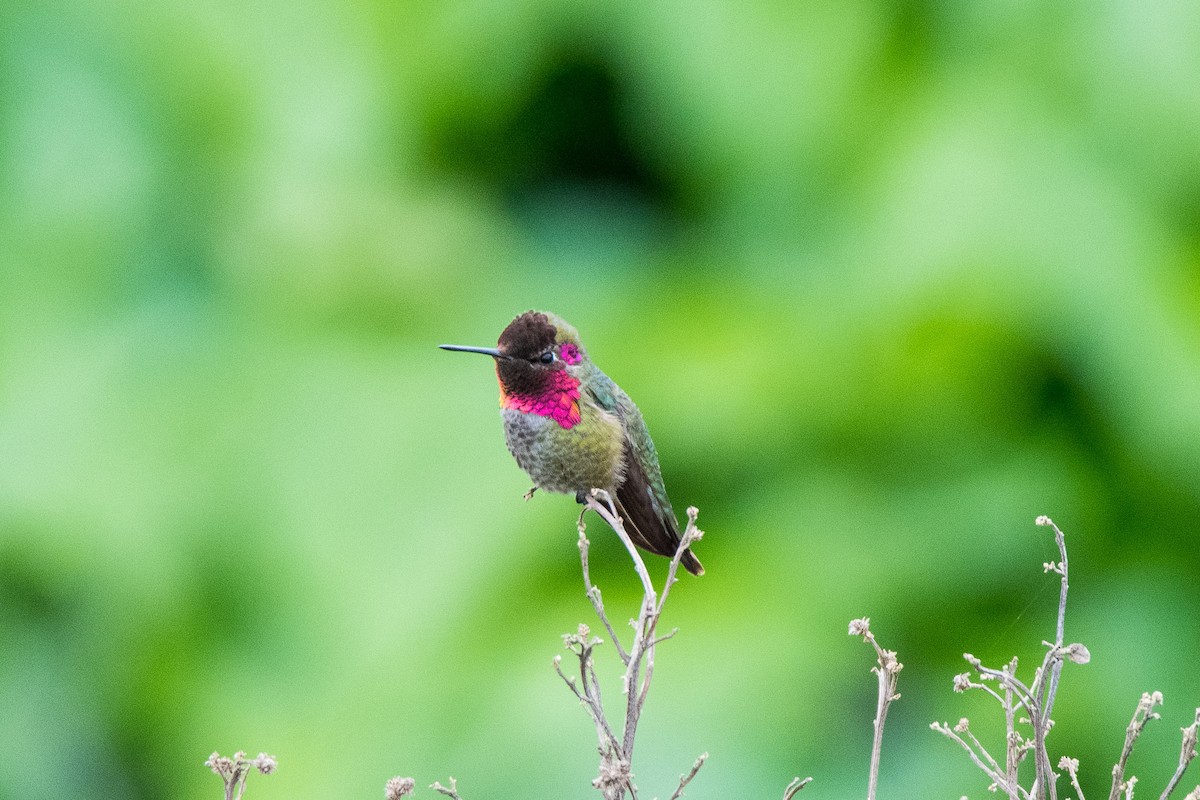 Anna's Hummingbird - Jim Dehnert