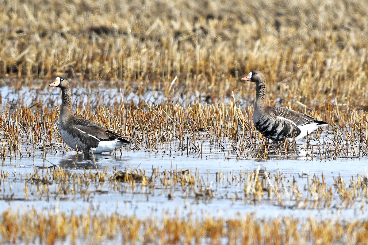 Greater White-fronted Goose - ML148903951