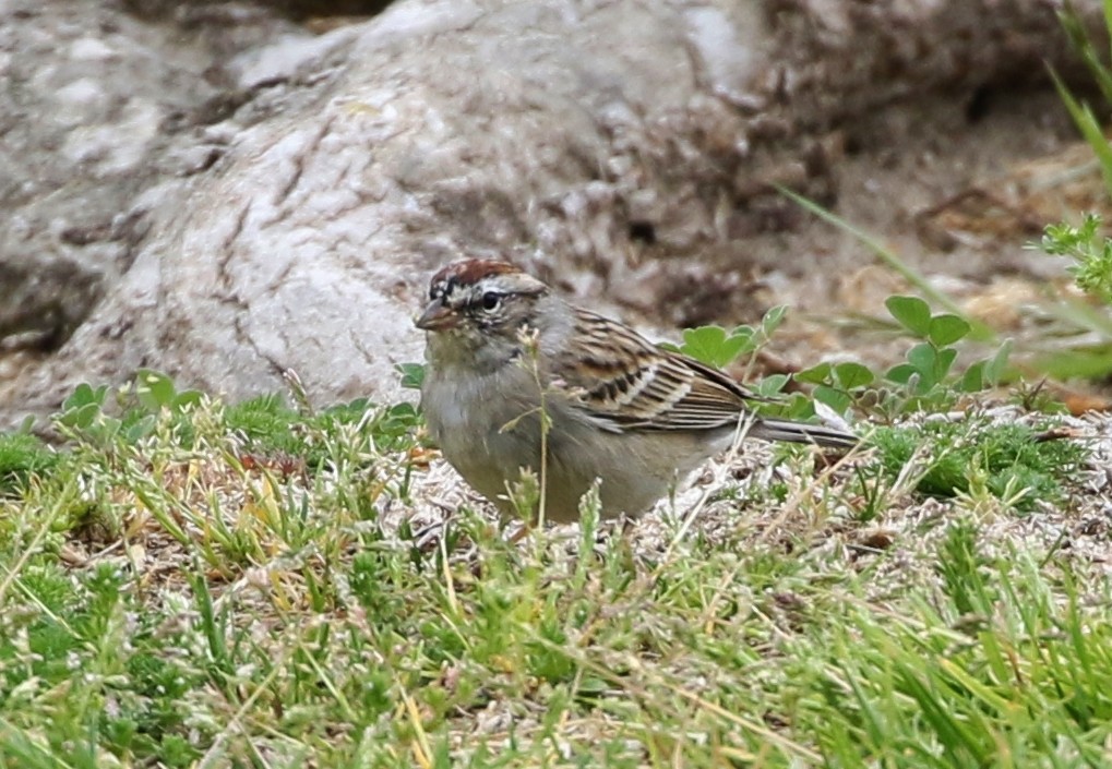 Chipping Sparrow - ML148904591