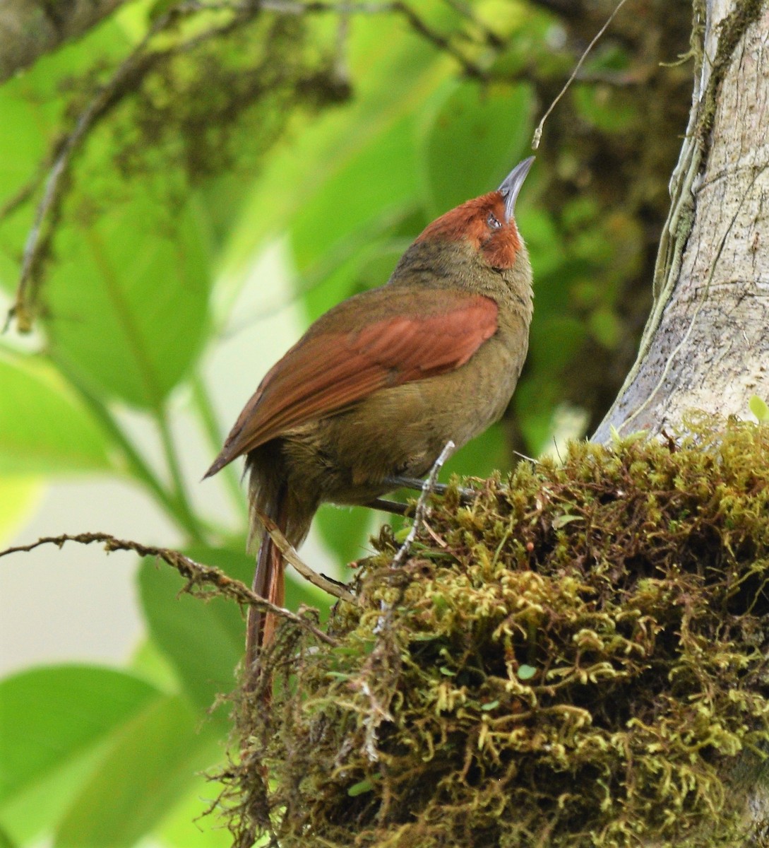 Red-faced Spinetail - Danny Bouchard