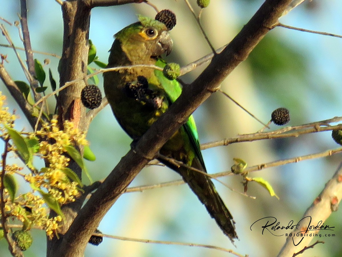 Brown-throated Parakeet (Veraguas) - Rolando Jordan