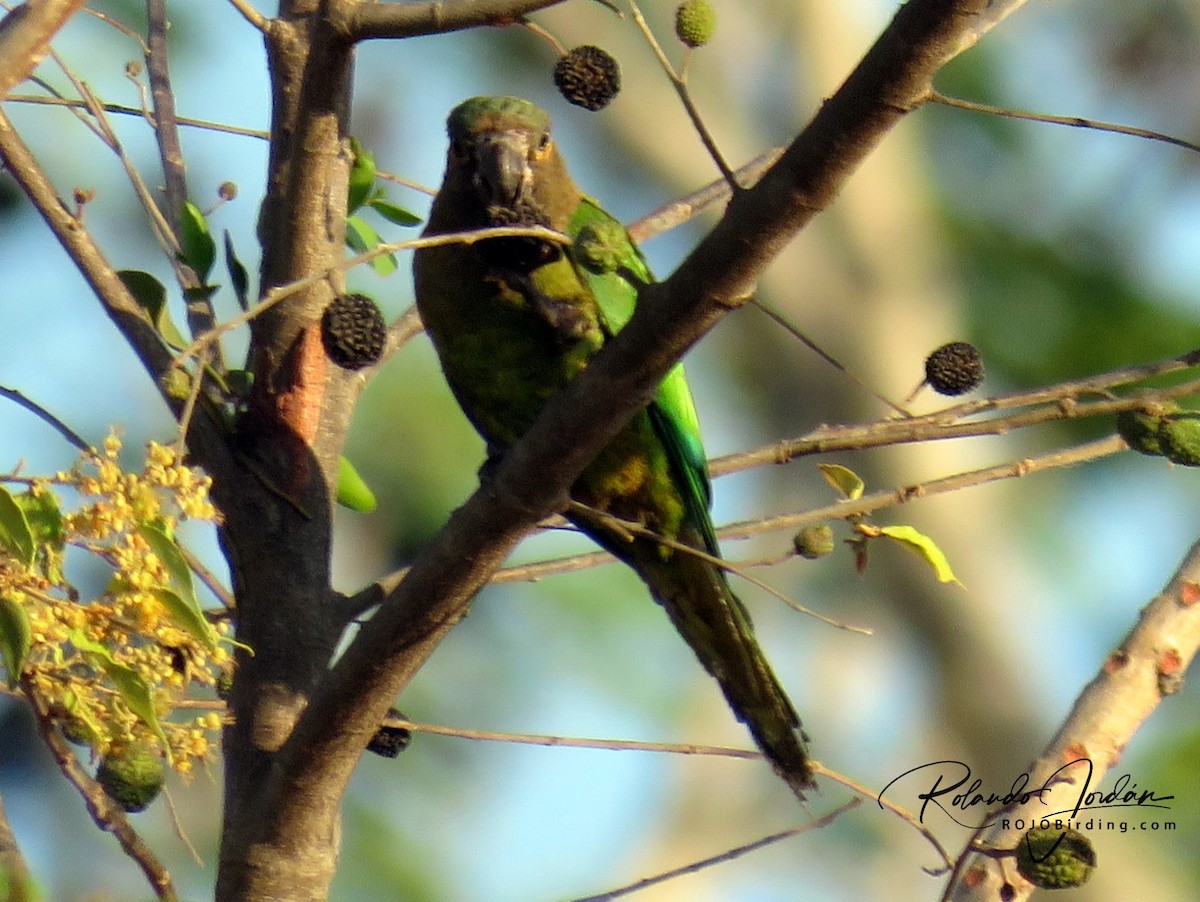 Brown-throated Parakeet (Veraguas) - Rolando Jordan