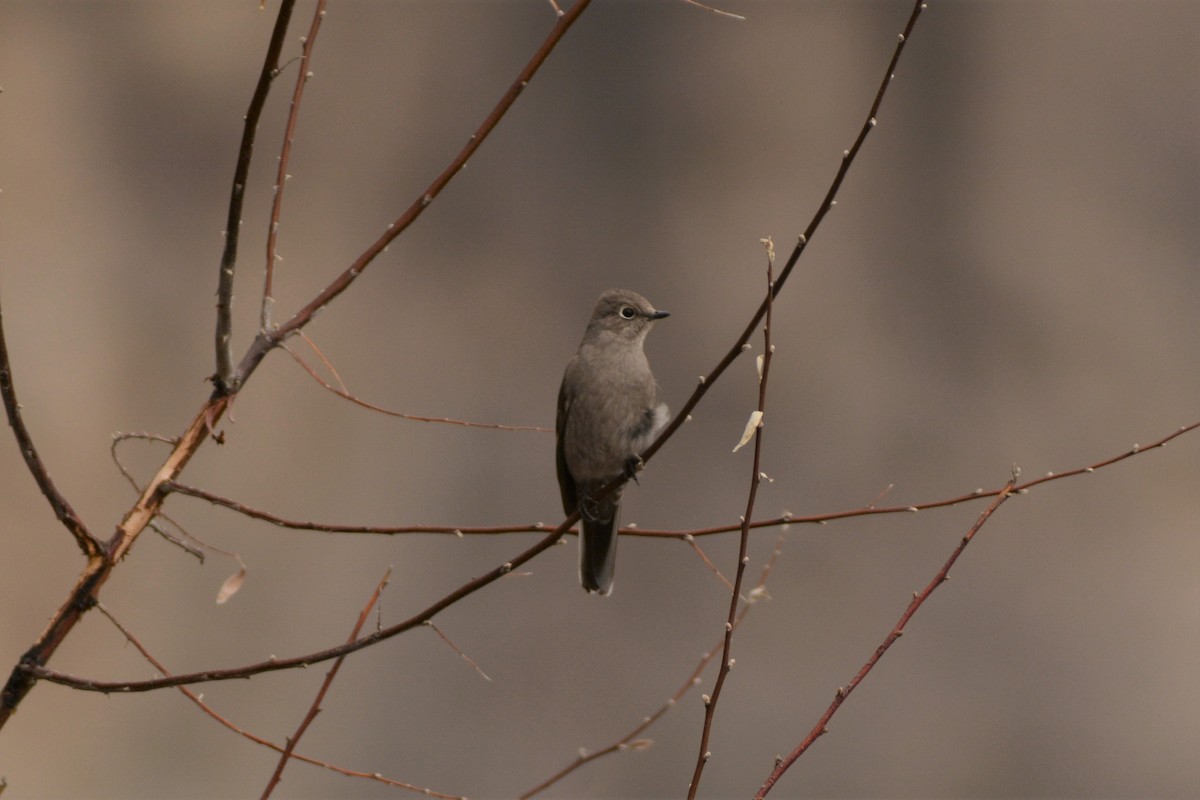 Townsend's Solitaire - Catherine McLean