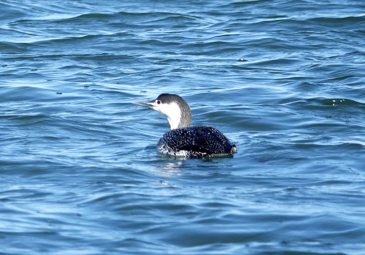 Red-throated Loon - Cynthia Ehlinger