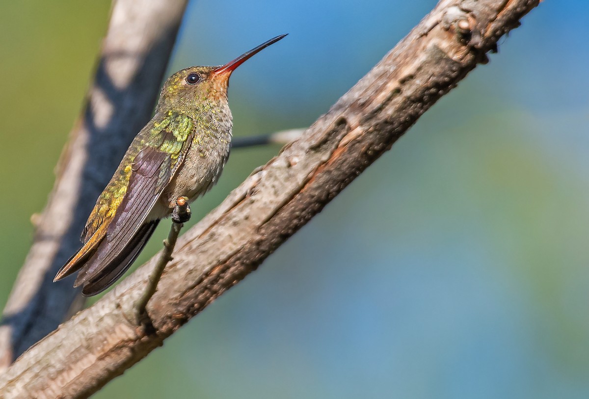 Gilded Hummingbird - Giovan Alex