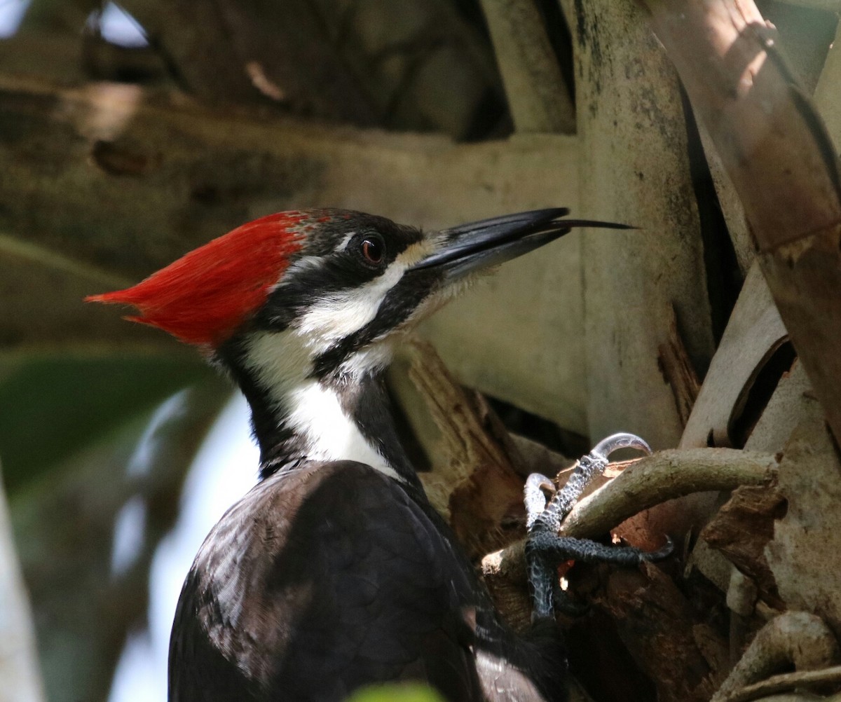 Pileated Woodpecker - Philip Andescavage