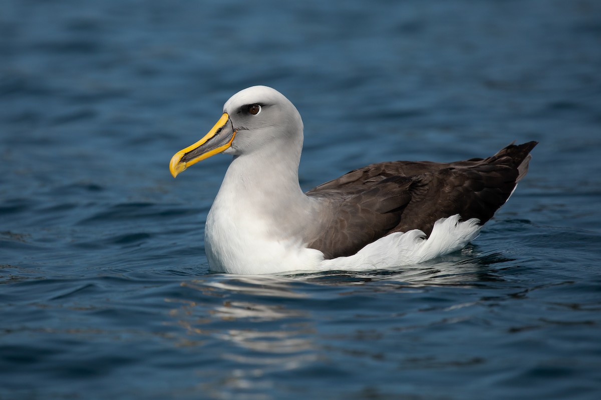 Buller's Albatross - Dorian Anderson