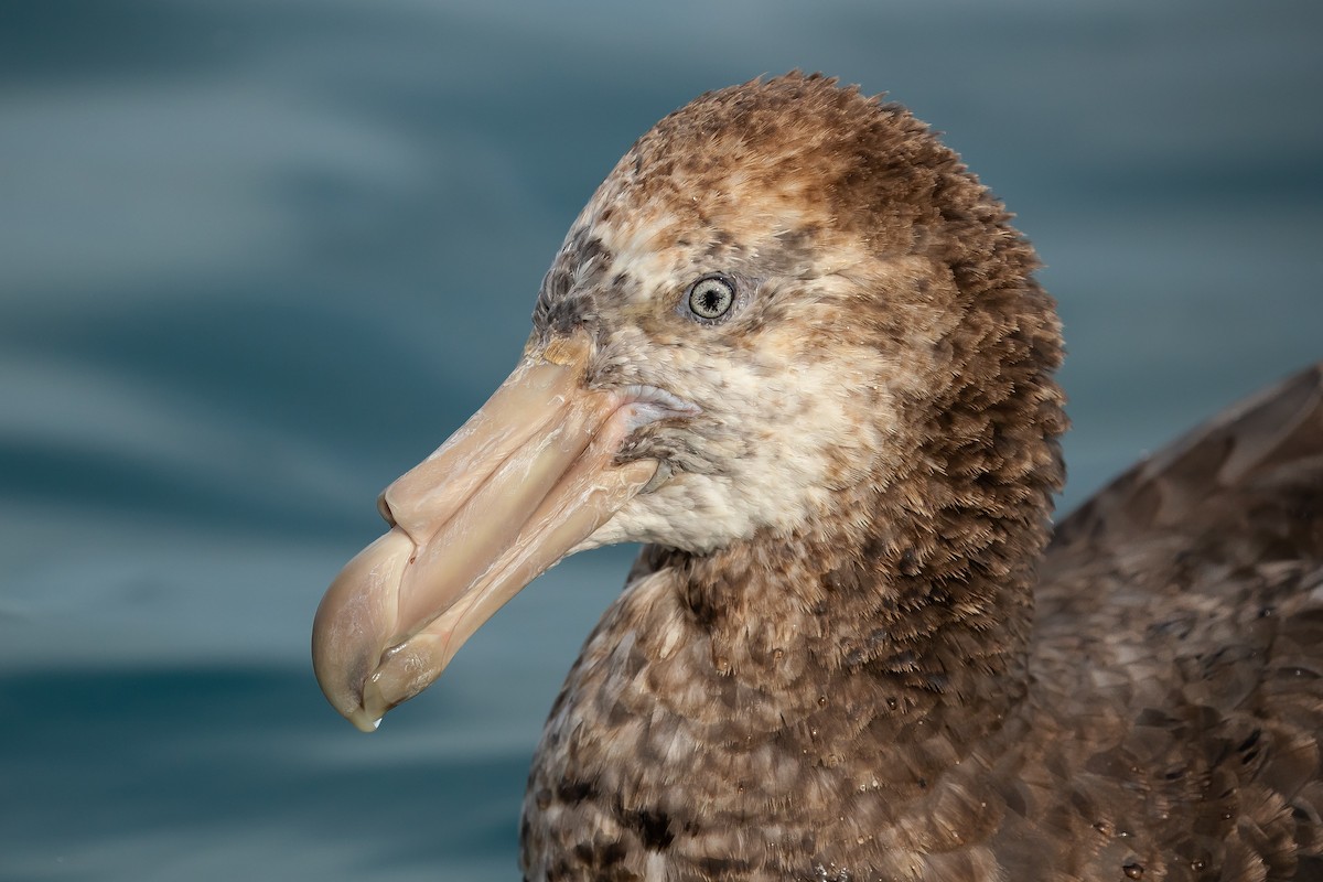 Northern Giant-Petrel - Dorian Anderson