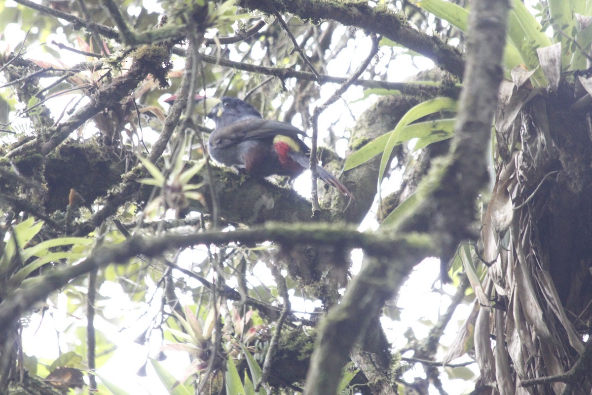 Gray-breasted Mountain-Toucan - ML148912561