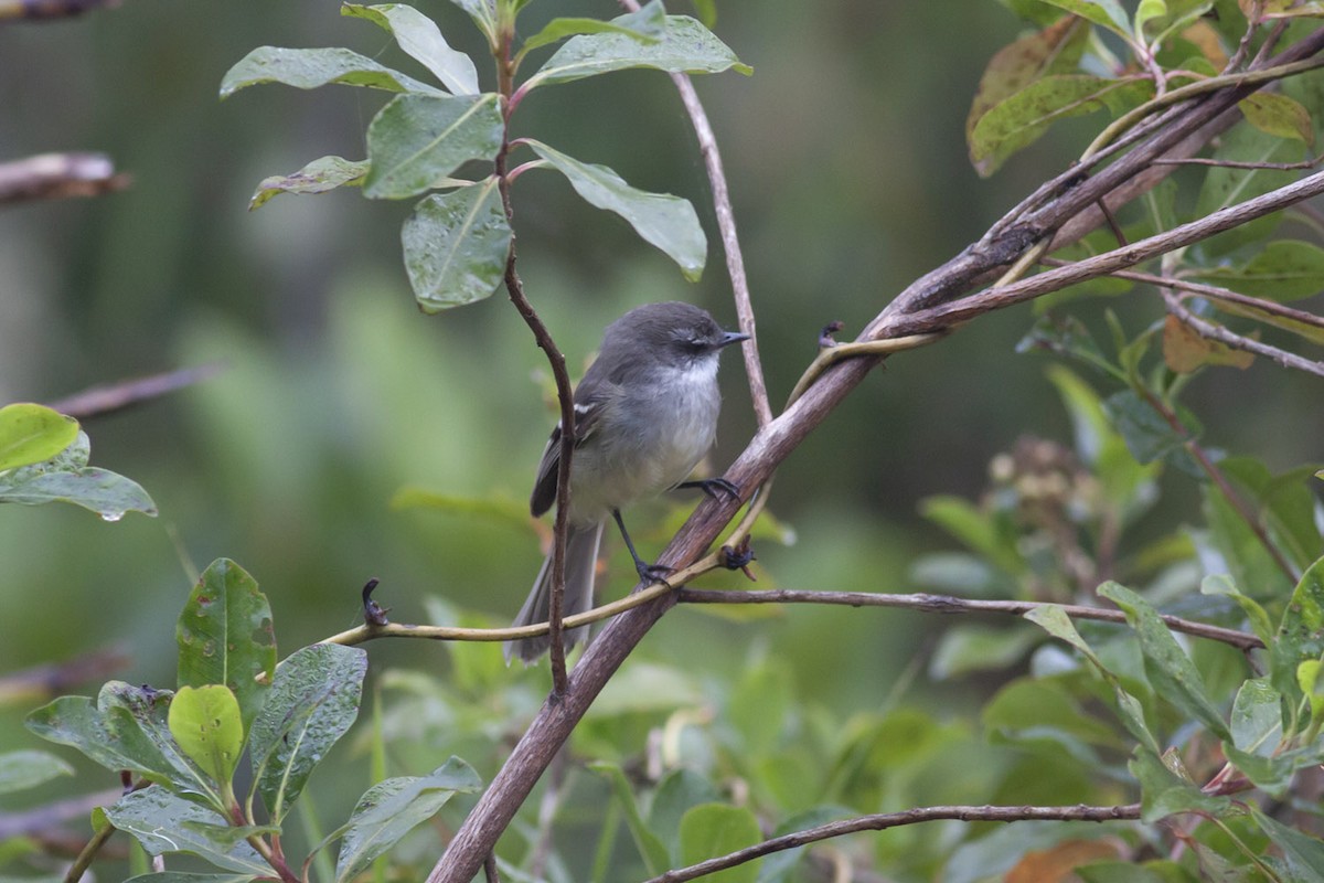 White-throated Tyrannulet - Michael Todd
