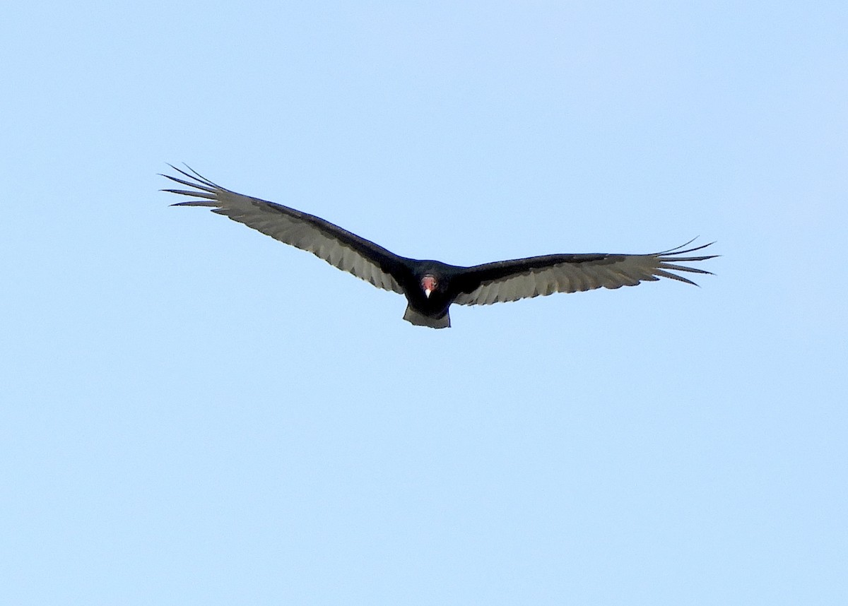 Turkey Vulture - Eunice Thein