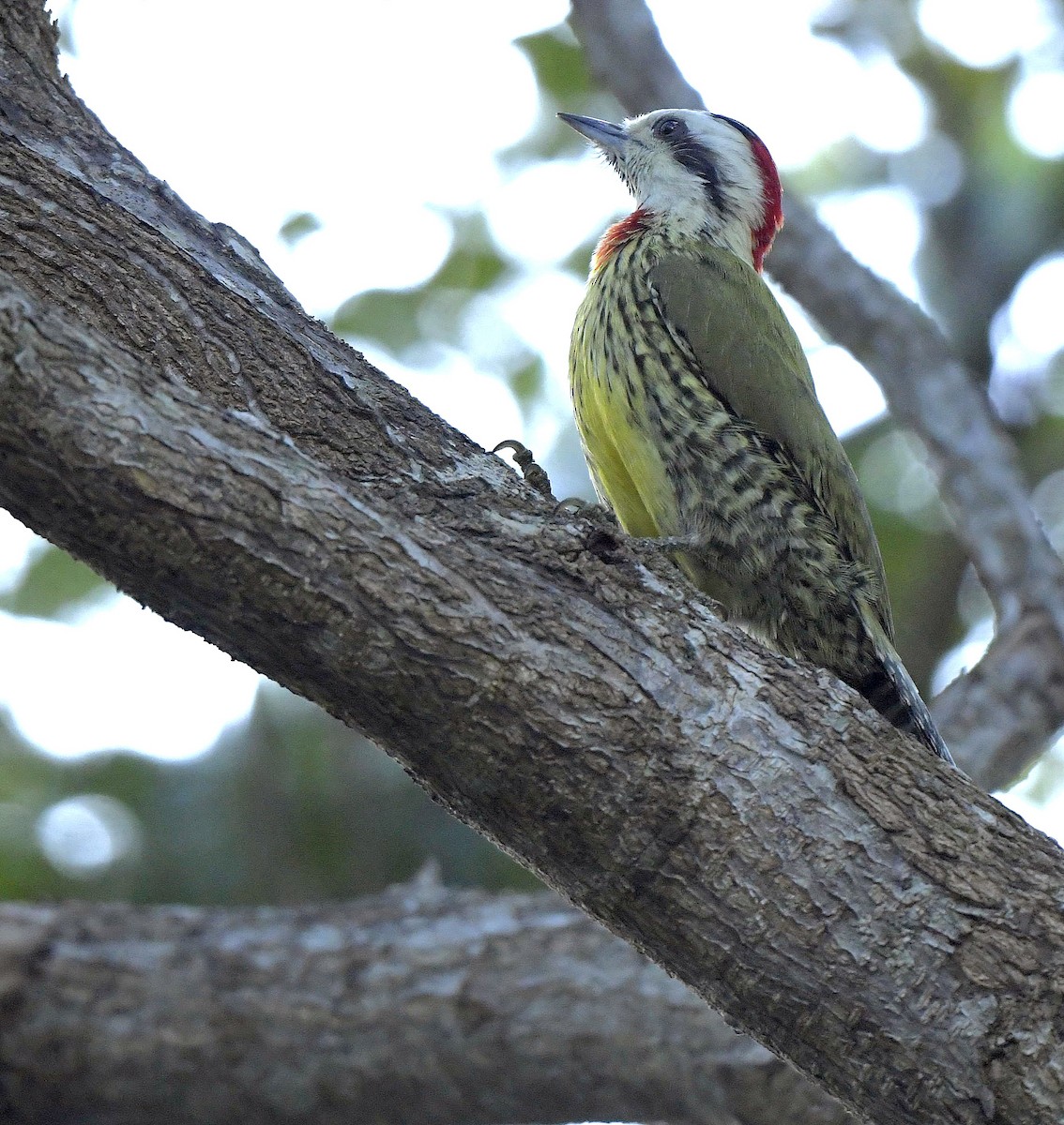 Cuban Green Woodpecker - ML148915551
