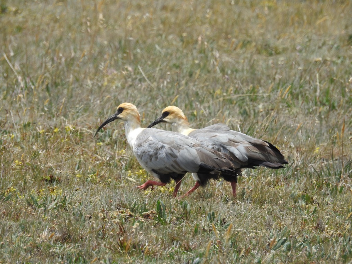 ibis šedokřídlý - ML148916061
