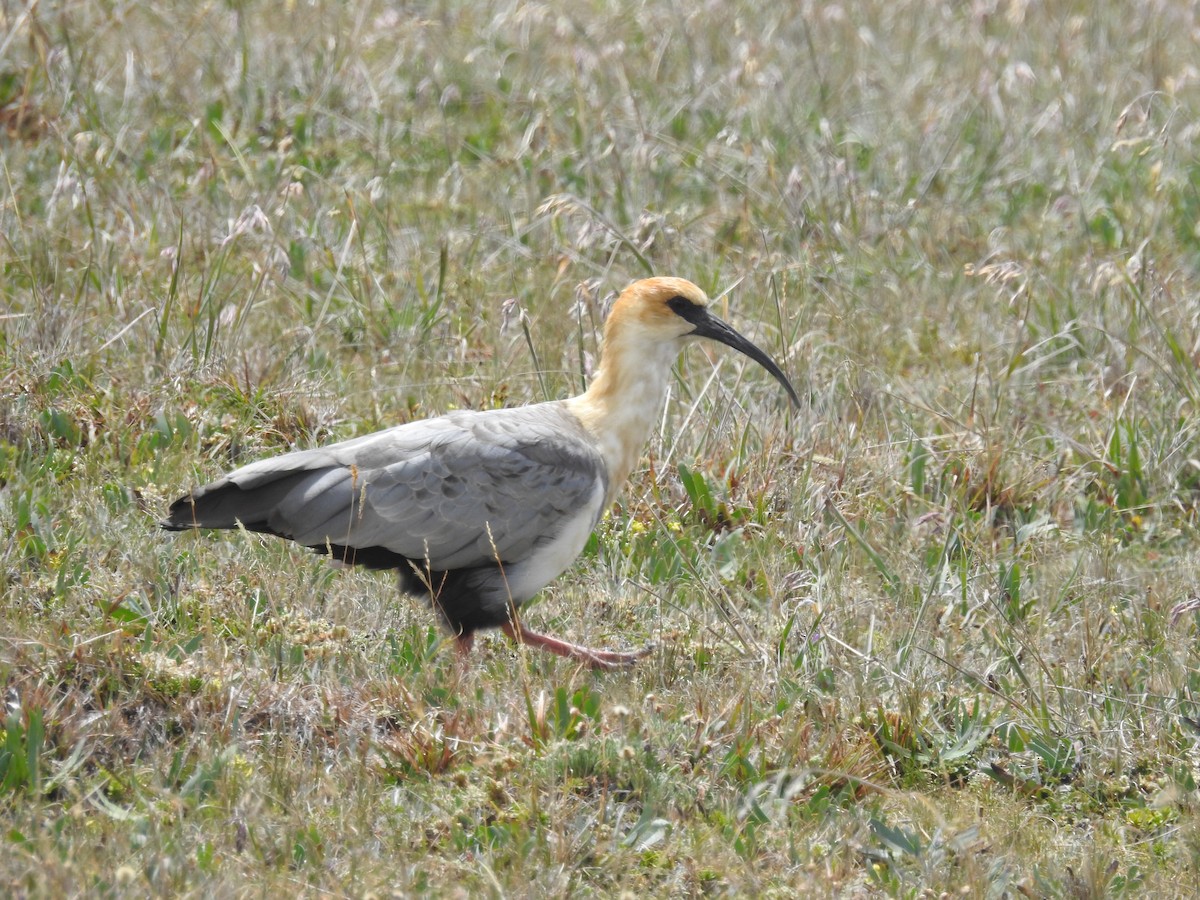 Andean Ibis - ML148916541