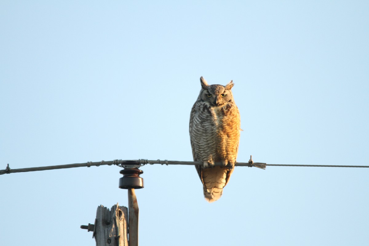 Great Horned Owl - ML148918421