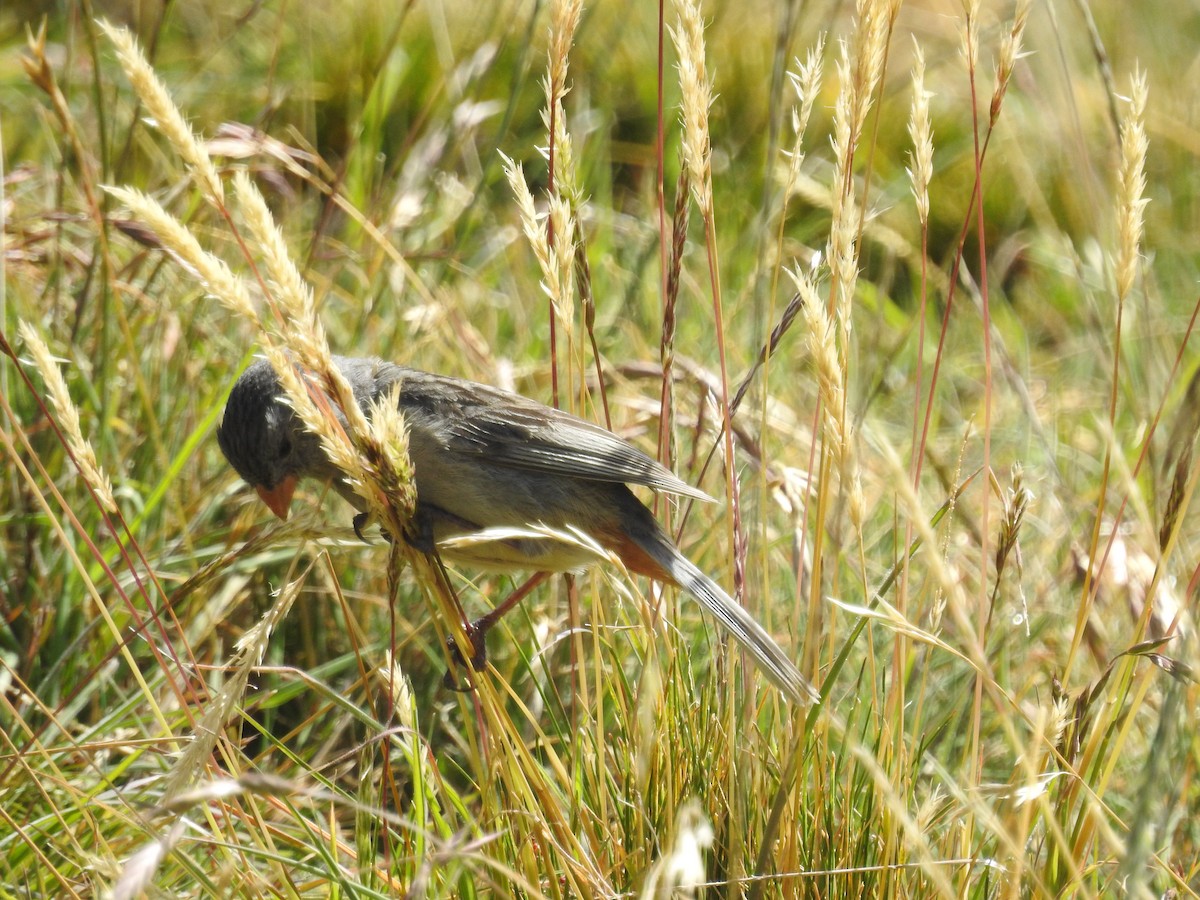 Plain-colored Seedeater - ML148923051