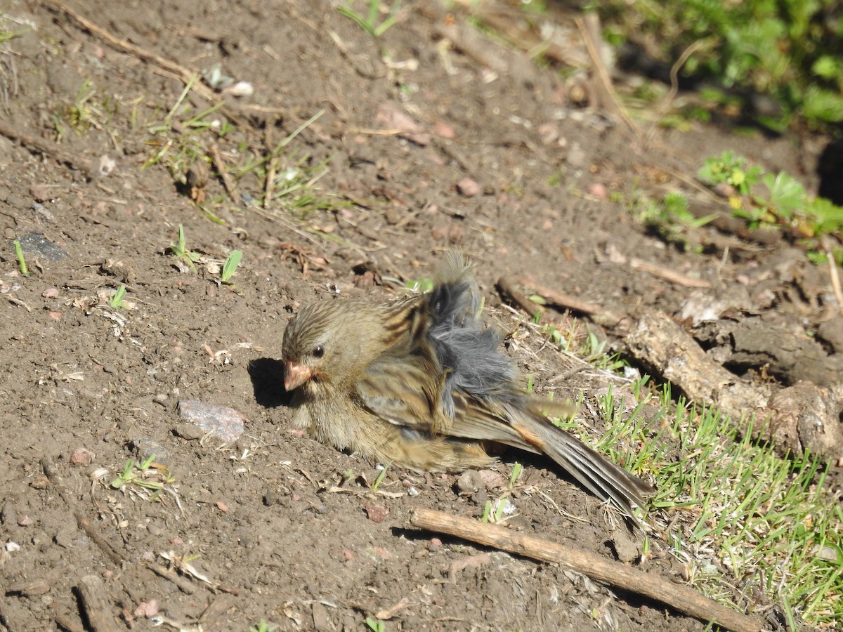 Plain-colored Seedeater - ML148923091
