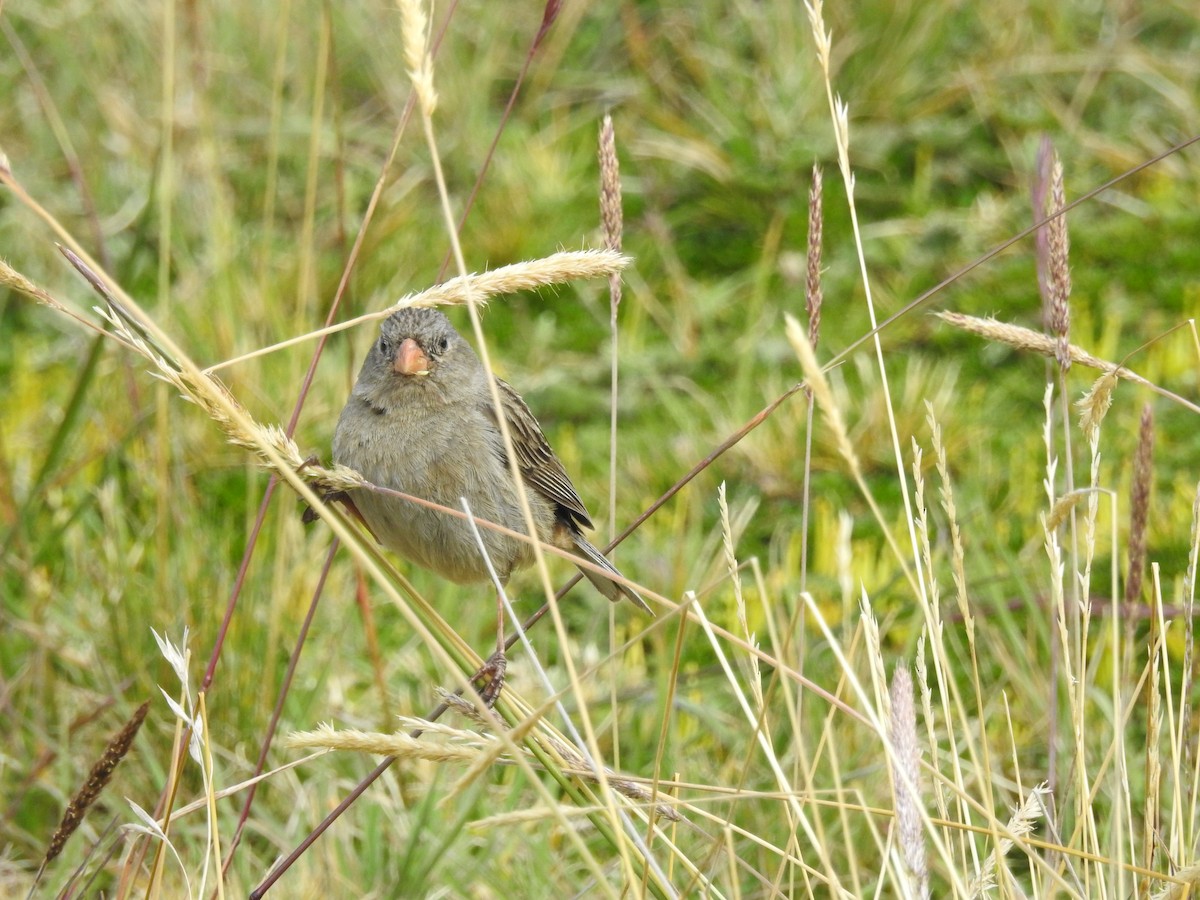 Plain-colored Seedeater - ML148923111