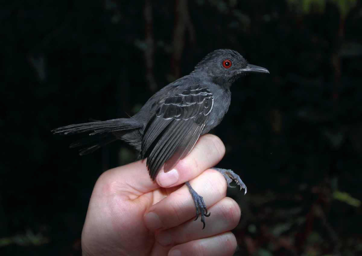 Black-headed Antbird - ML148926201