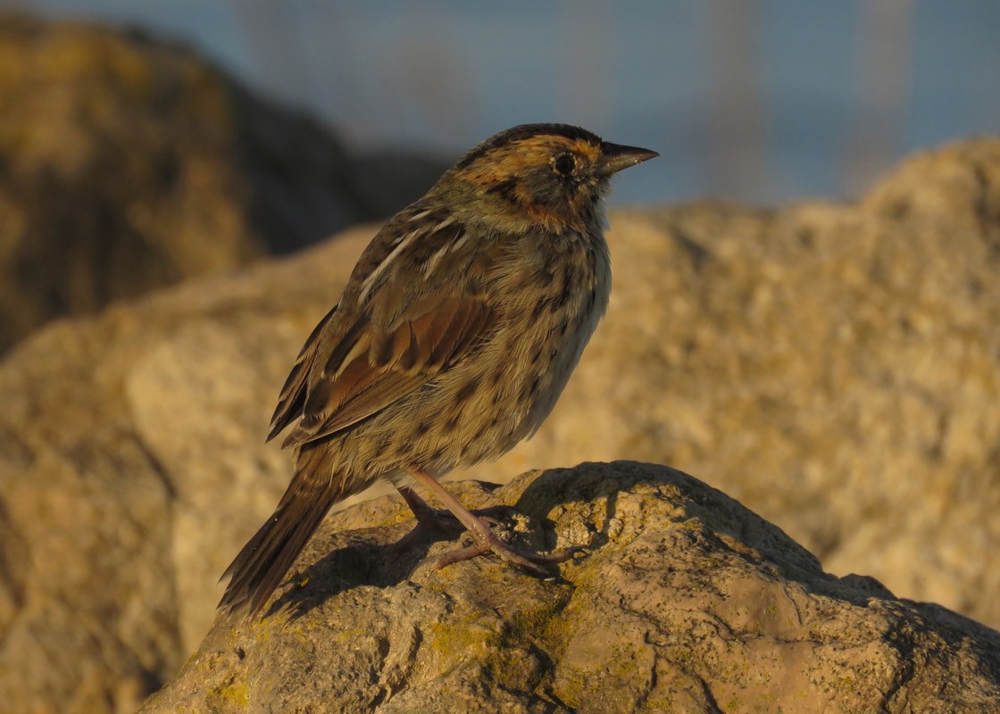 Saltmarsh Sparrow - Thomas Schultz