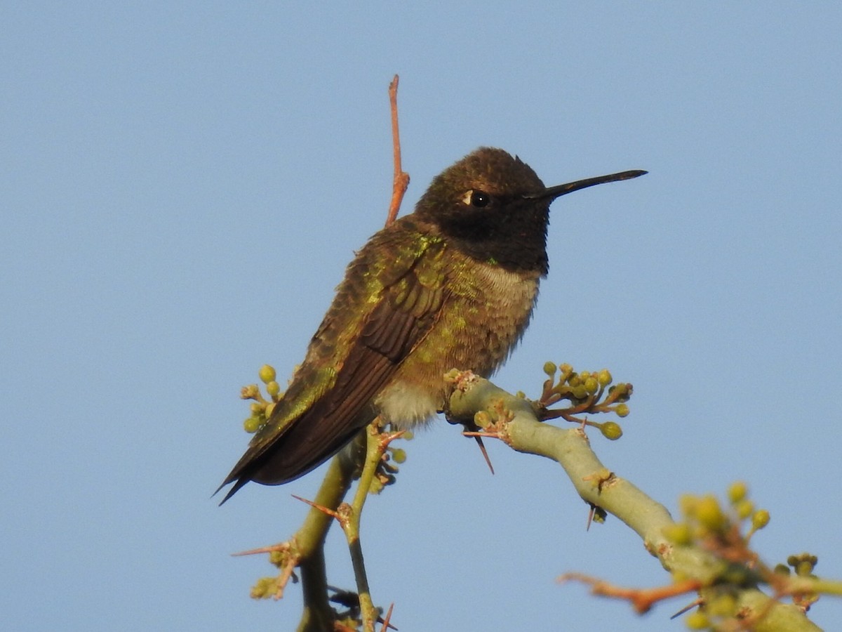 Black-chinned Hummingbird - Brian Johnson