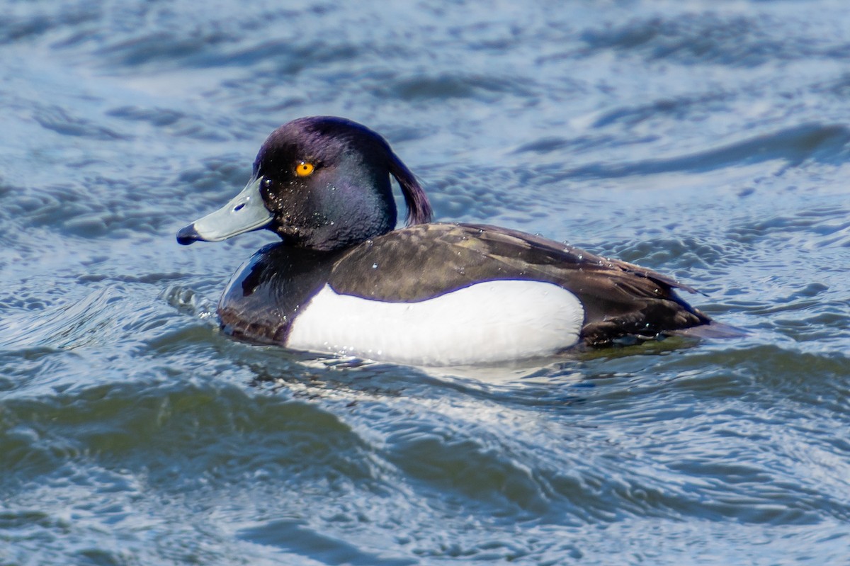 Tufted Duck - ML148935941