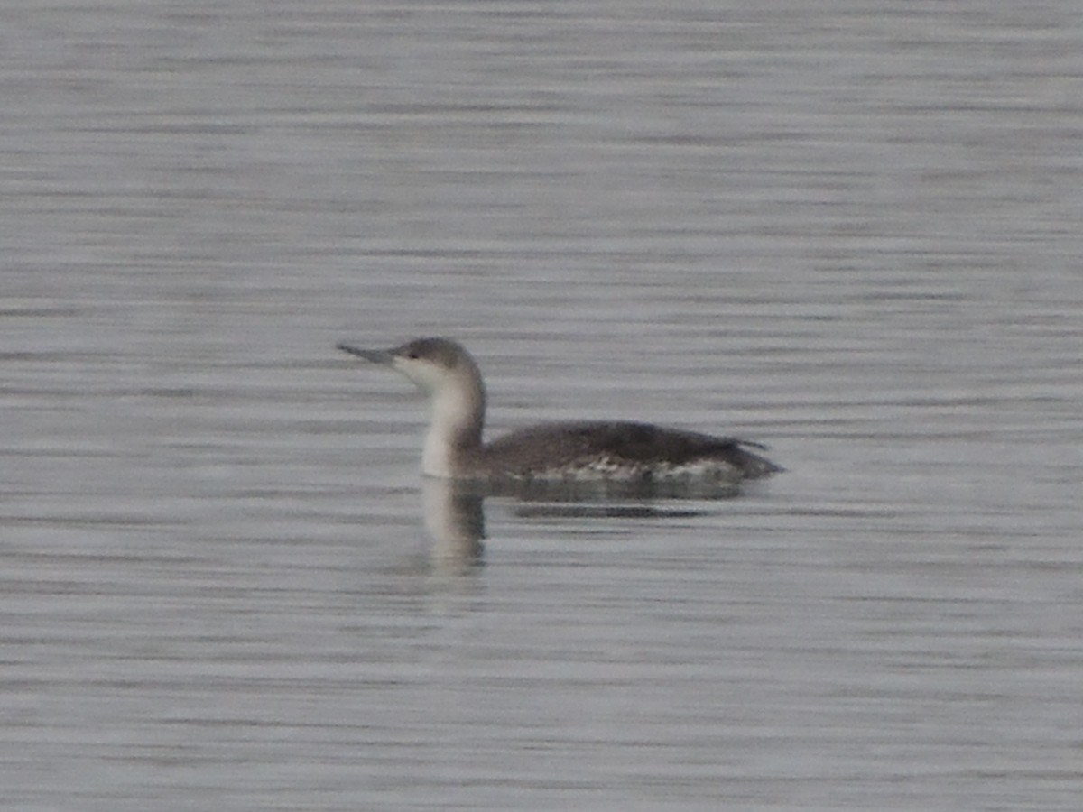Red-throated Loon - ML148937651