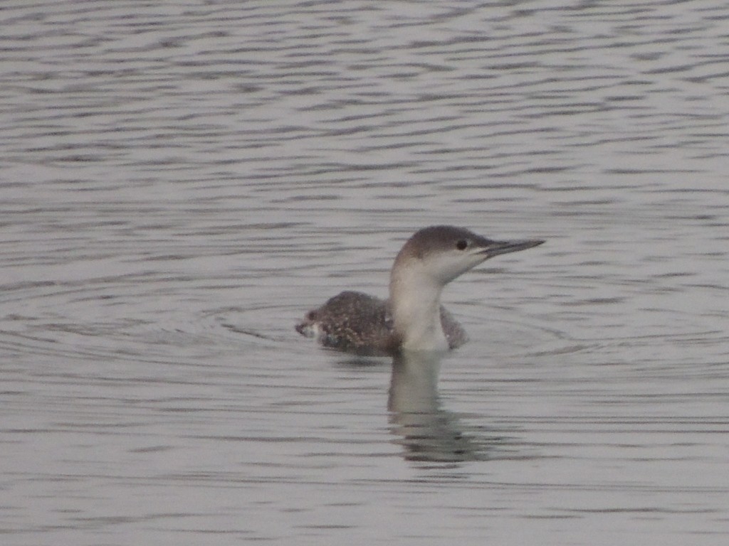 Red-throated Loon - ML148937701