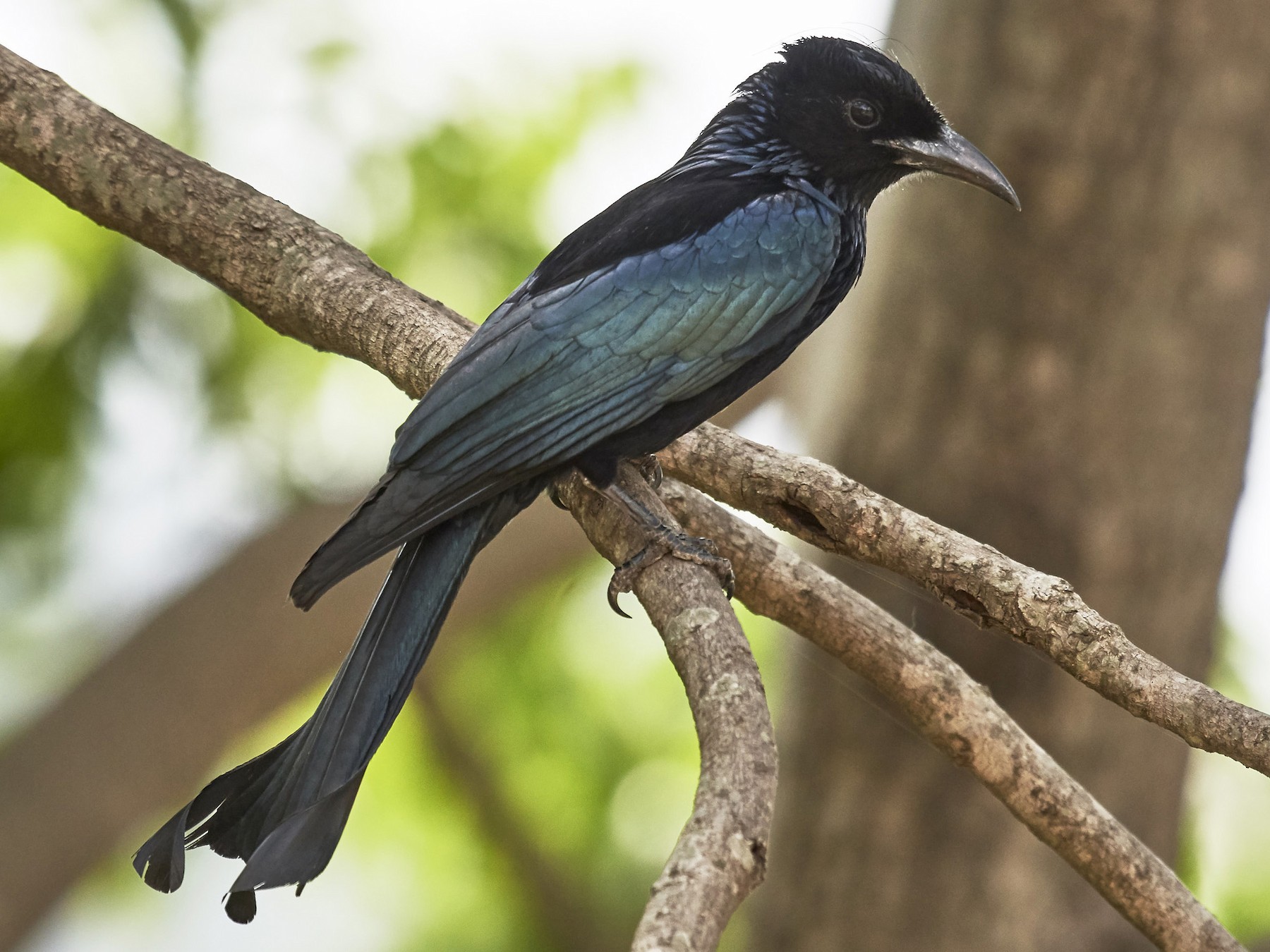 Hair-crested Drongo - S S Cheema