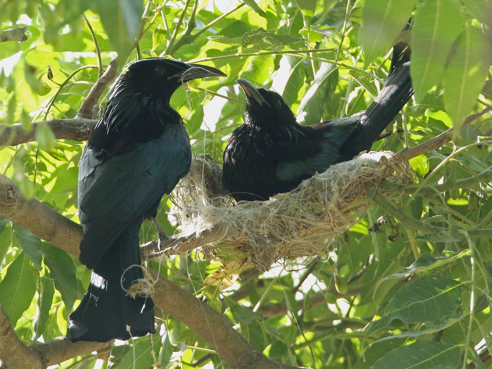 Hair-crested Drongo - Martjan Lammertink