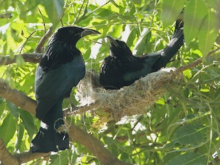 成鳥 (Hair-crested) - Martjan Lammertink - ML148941321