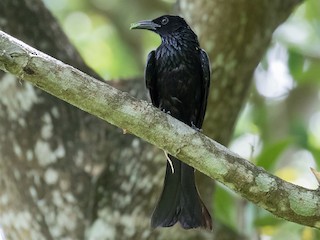 Adult (Hair-crested) - Simon Best - ML148941331