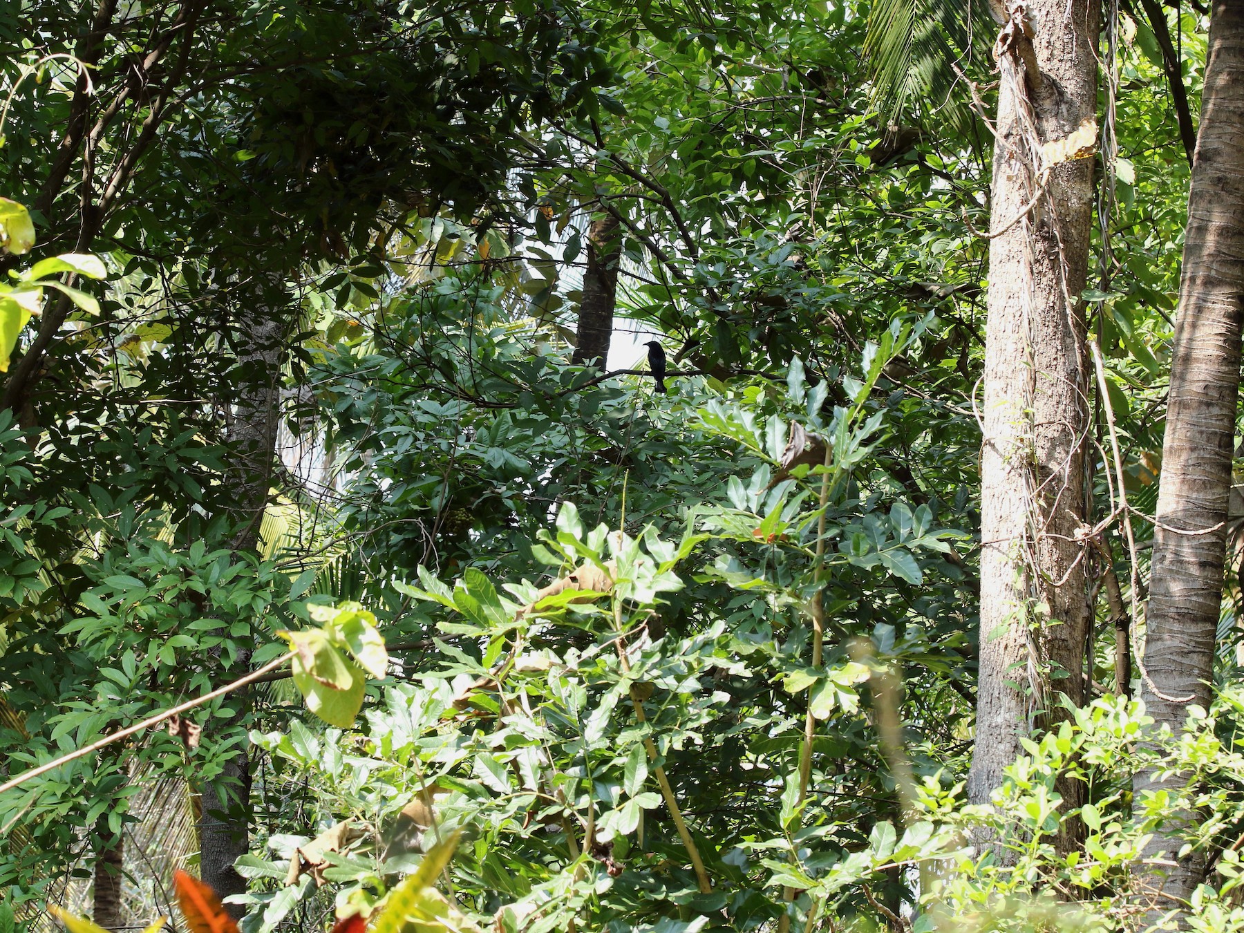Hair-crested Drongo - abhijith a.p.c