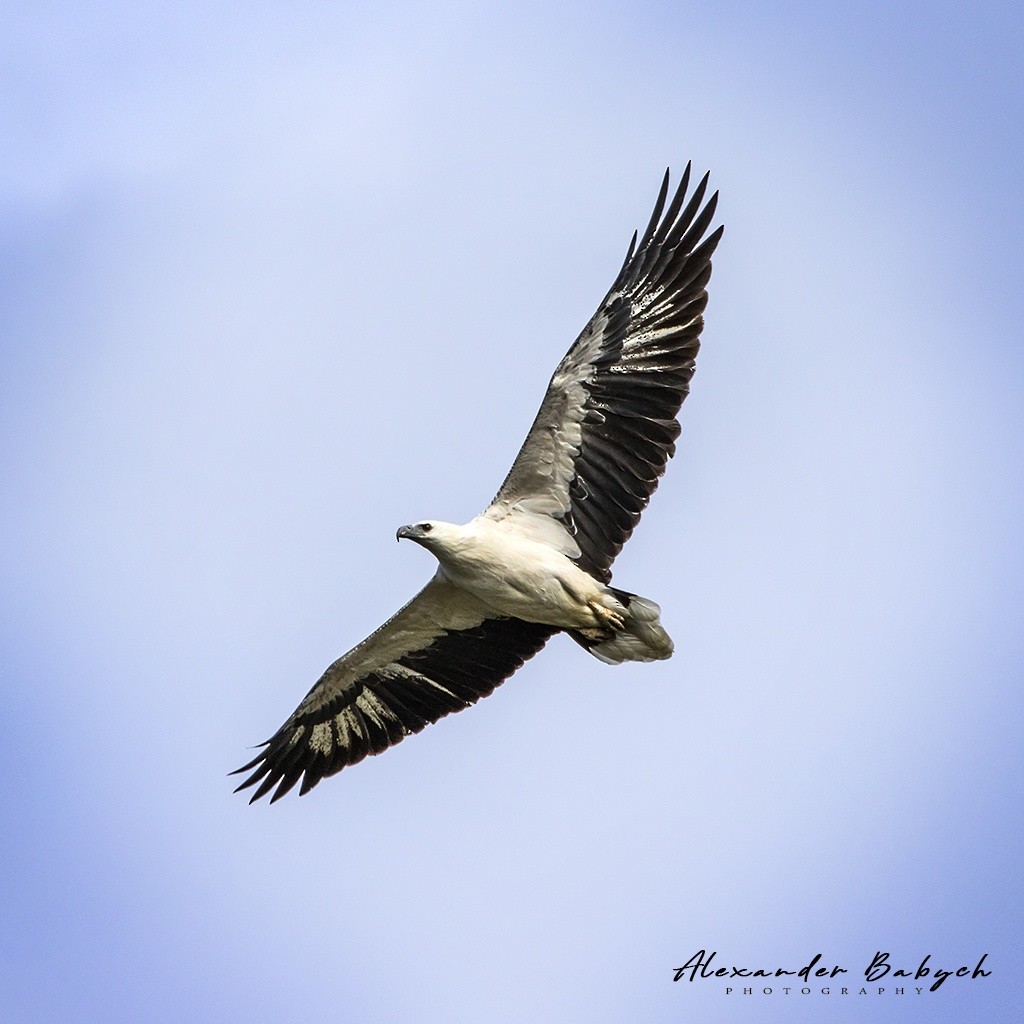 White-bellied Sea-Eagle - Alexander Babych