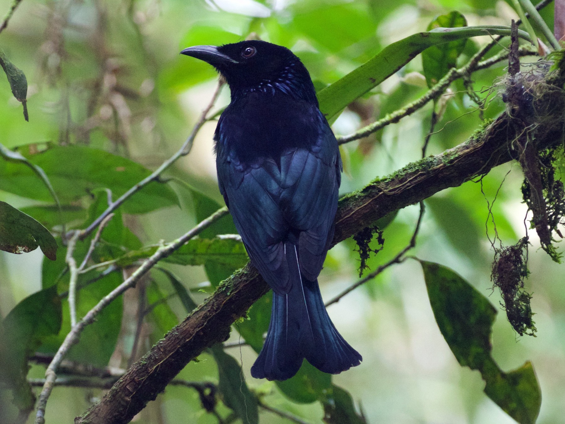 Hair-crested Drongo - Scott Baker