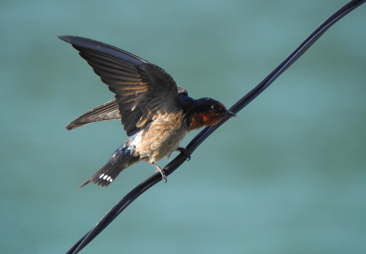 Pacific Swallow - ML148941771