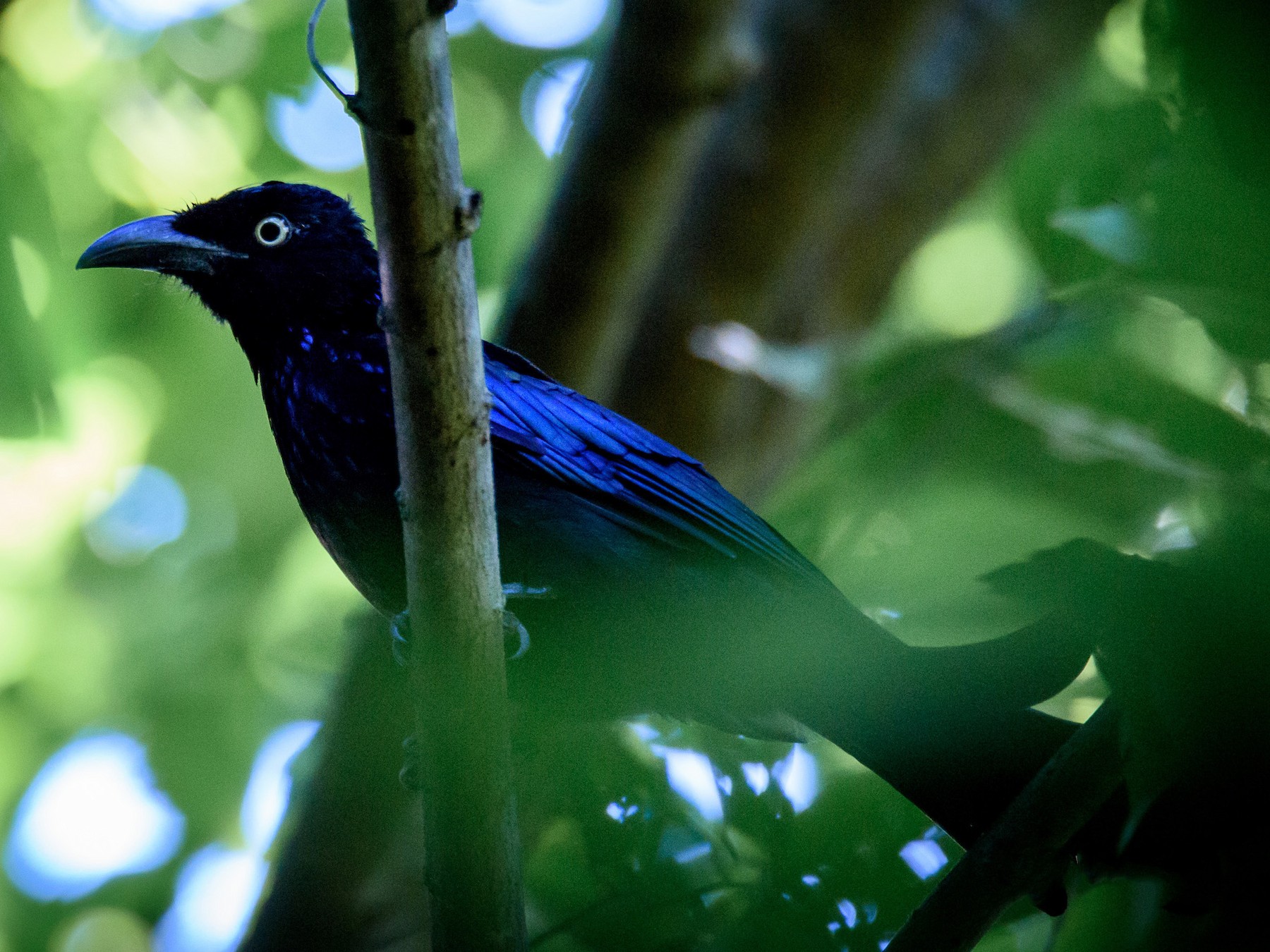 Hair-crested Drongo - Adam Higgins