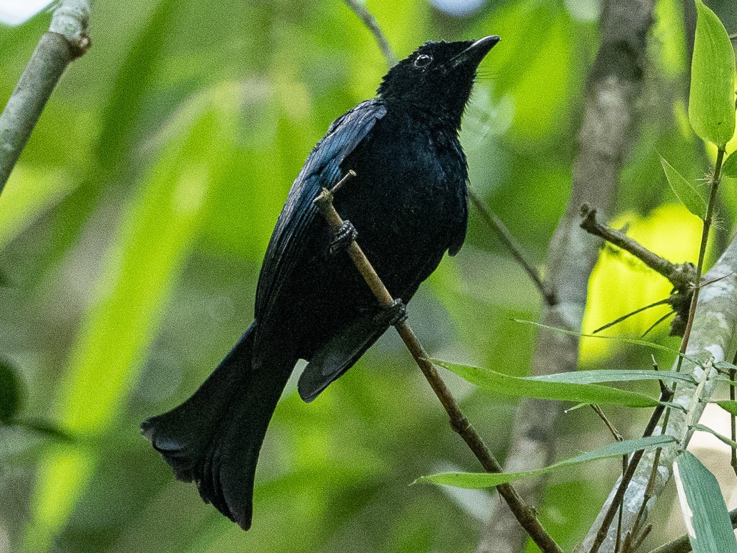 Hair-crested Drongo - Forest Botial-Jarvis
