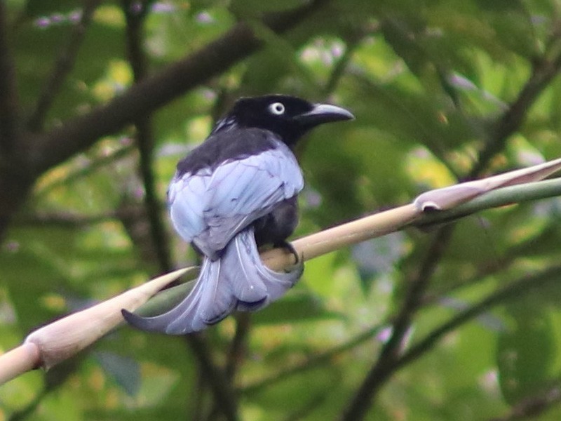 Hair-crested Drongo - John Drummond