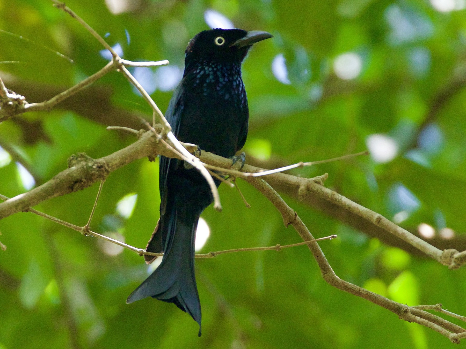 Hair-crested Drongo - Scott Baker