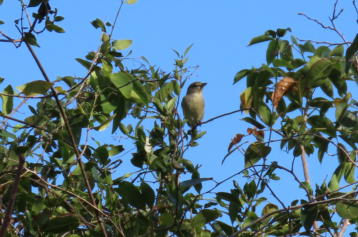 Thick-billed Vireo - ML148942631