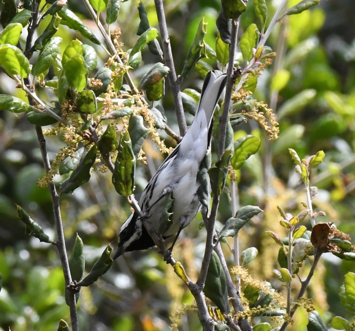 Black-throated Gray Warbler - CK Staurovsky