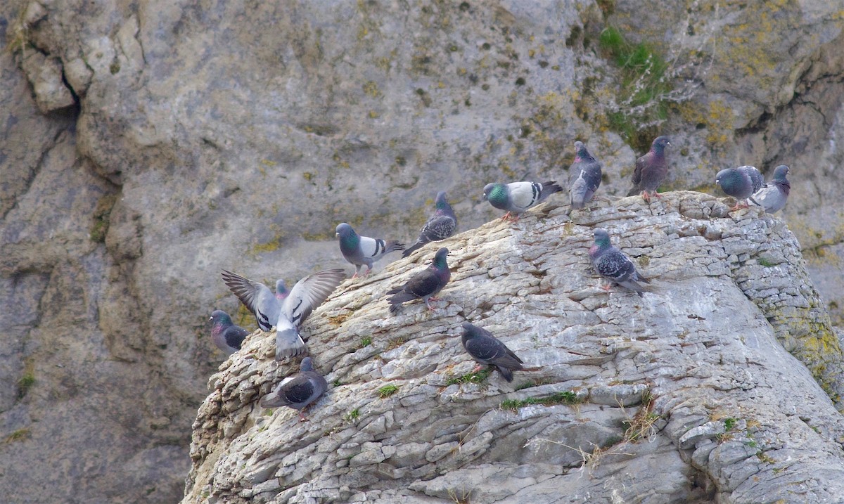 Rock Pigeon (Feral Pigeon) - ML148948511