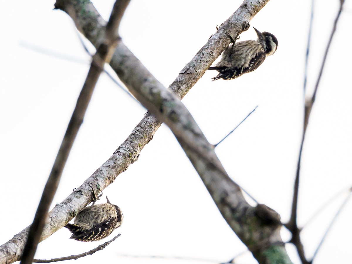 Gray-capped Pygmy Woodpecker - ML148949001