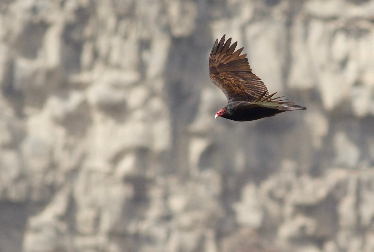 Turkey Vulture - ML148949801