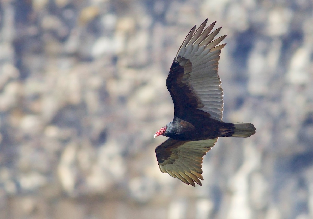 Turkey Vulture - ML148949941