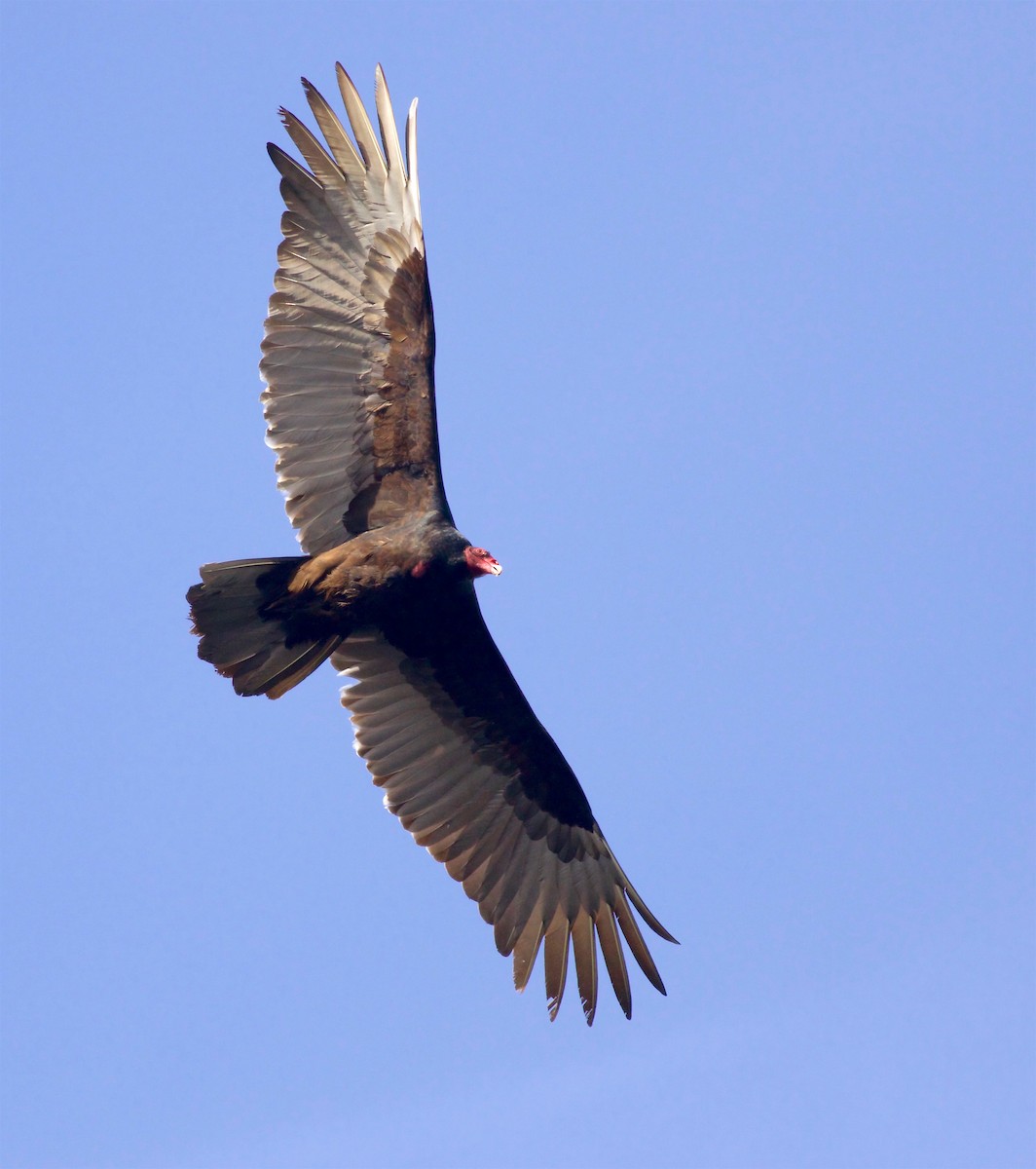 Turkey Vulture - ML148949991