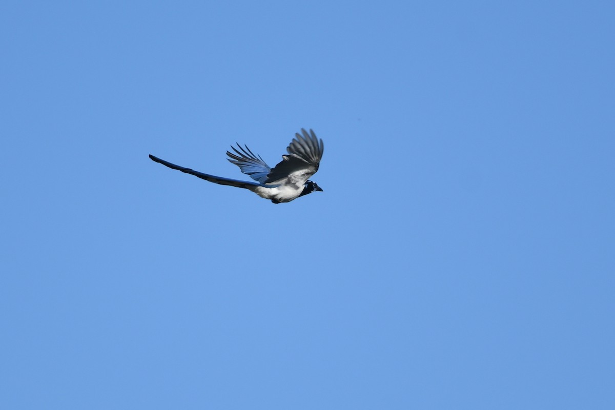 Black-throated Magpie-Jay - ML148950641
