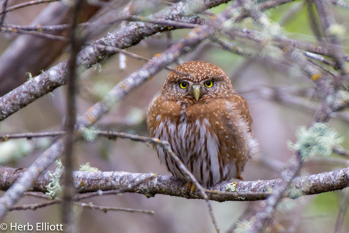 Northern Pygmy-Owl - Herb Elliott